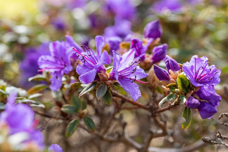 Rhododendron impeditum 'Saint Merryn', Zwerg-Rhododendron, blauviolett, 15–20 cm