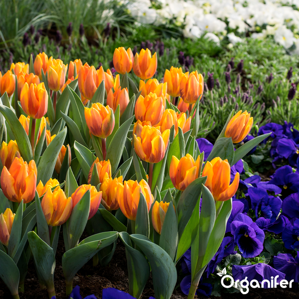 Blühende orangefarbene Tulpen im Gartenbeet, umgeben von violetten und weißen Blumen, präsentiert von Organifer Logo.