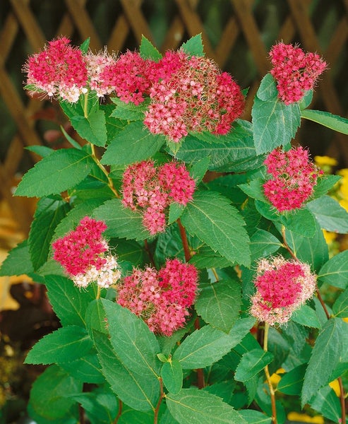 Blühender Spierstrauch mit roten Blüten und grünen Blättern.