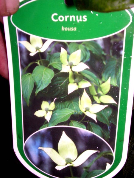 Cornus kousa chinensis, Chinesischer Blumen-Hartriegel, Höhe inklusive Topf: 140-160 cm