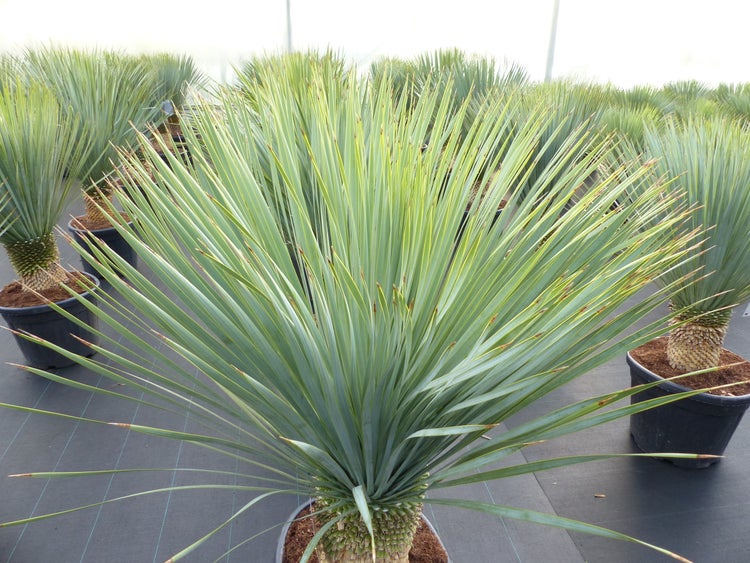 Nahaufnahme einer Palmlilie mit spitzen Blättern