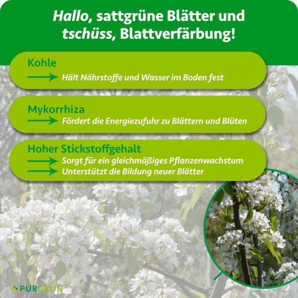 Infografik über Vorteile von Pflanzendünger: Kohle, Mykorrhiza und Stickstoff für gesundes Wachstum und grüne Blätter. Purgrün Logo.