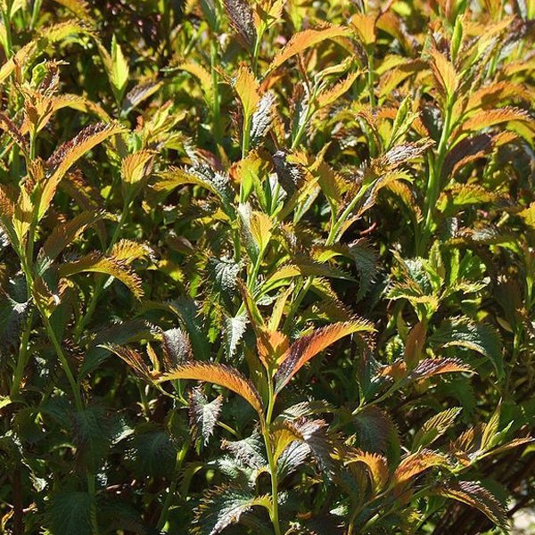 Nahaufnahme eines Gelbblättrigen Spierstrauchs im Garten.