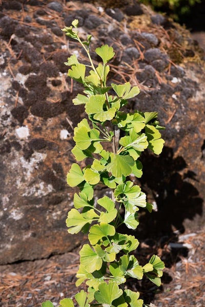 Ginkgo biloba 'Denise', Fächerblattbaum, 125–150 cm