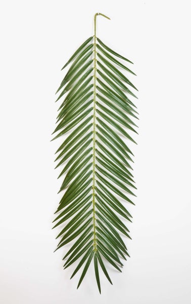 Sansevieria im schwarzen Topf mit aufrecht stehenden, grün gemusterten Blättern.