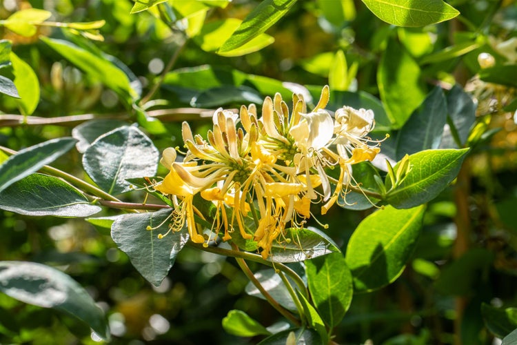 Lonicera caprifolium, Jelängerjelieber, cremeweiß, 80–100 cm