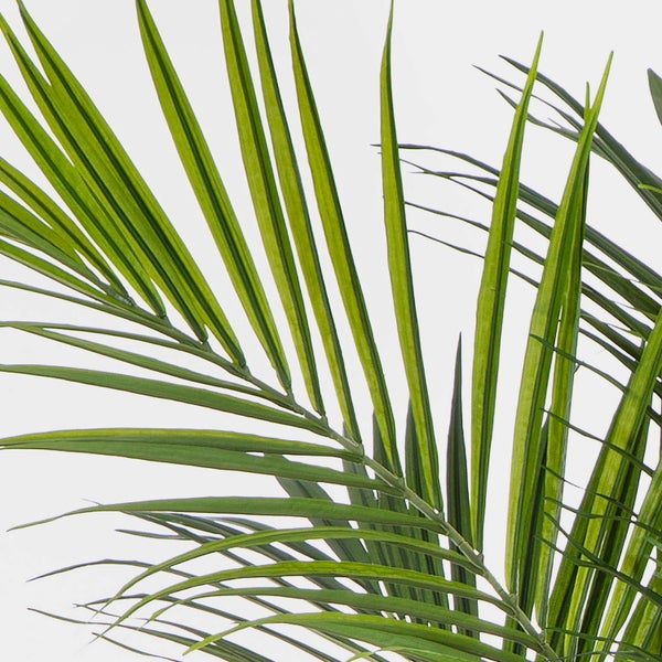 Nahaufnahme der grünen Blätter einer Zimmerpalme.