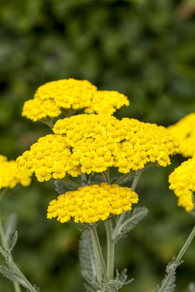 Achillea millefolium, Schafgarbe, ca. 9x9 cm Topf, robust