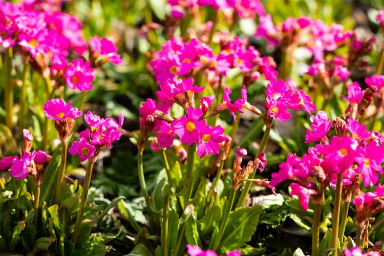 Primula rosea 'Gigas', Rosenprimel, pink, ca. 9x9 cm Topf