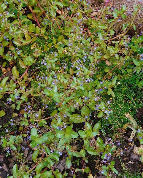 Veronica beccabunga, Bachbunge, ca. 9x9 cm Topf, grün-blaues Laub