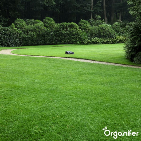 Pro Turf & Rasen Dünger - Phasenweise Freisetzung (5 kg für 165 m2) - Organifer