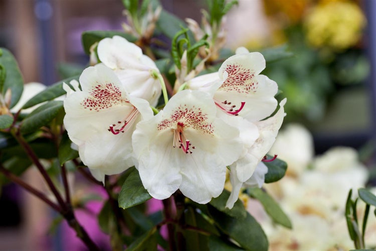 Rhododendron Hybr. 'Viscy', Rhododendron, 30–40 cm