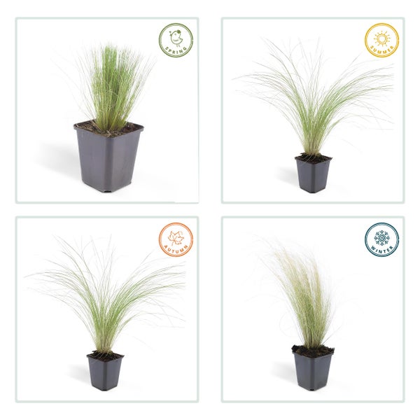 Ziergras - Mexikanisches Federgras - Stipa tenuissima 'Ponytails' - 9cm Topf - Set mit 60 Pflanzen