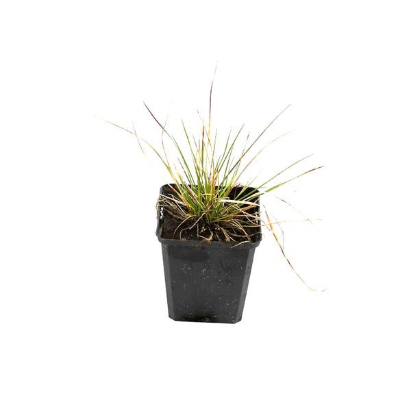 Gras in einem Topf