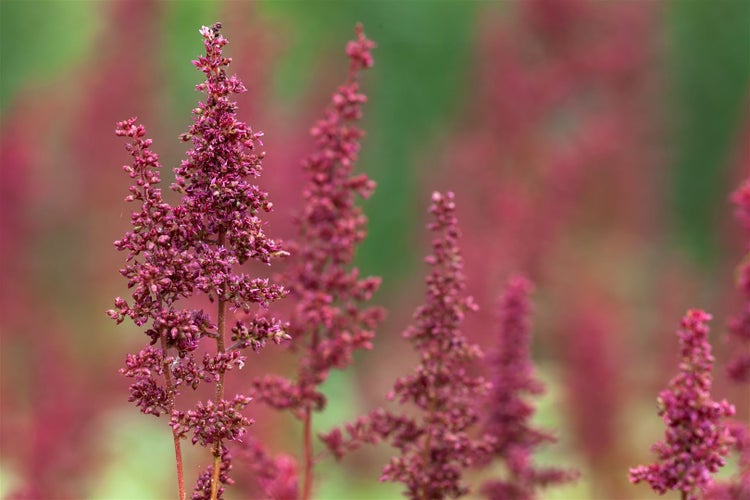 Astilbe x arendsii 'Fanal', Prachtspiere, rot, ca. 9x9 cm Topf