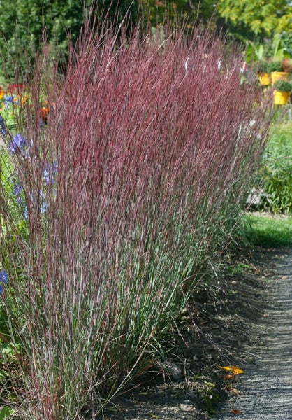 Dekoratives Ziergras im Garten.
