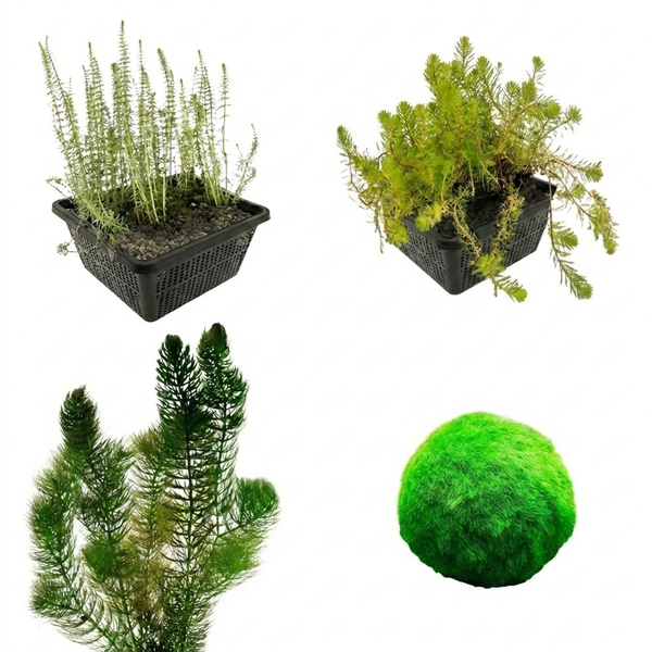 Auswahl verschiedener Wasserpflanzen für Gartenteich und Aquarium, darunter Moosball, Hornkraut und Tausendblatt in Pflanzkörben.
