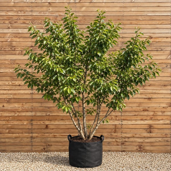 Ein Kirschbaum als mehrstämmiger Strauch in einem schwarzen Pflanzsack vor einer Holzwand.