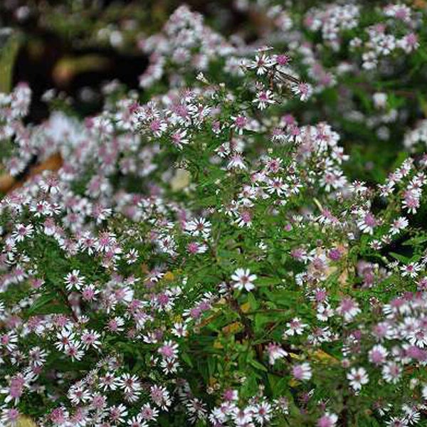Nahaufnahme einer Aster mit vielen kleinen Blüten
