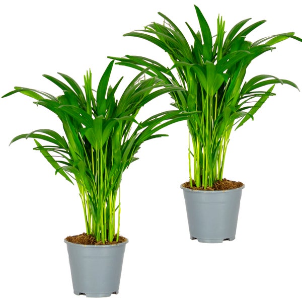 2x Dypsis Lutescens - Goldpalme - Zimmerpflanze - Pflegefreundlich – ⌀14 cm - ↕40-50 cm