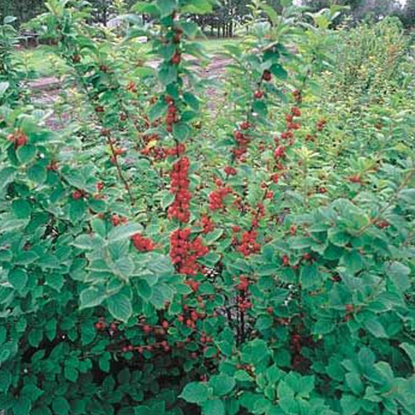 Felsenkirsche mit roten Früchten im Garten.