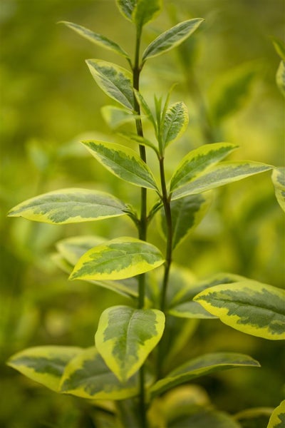 Ligustrum ovalifolium 'Aureum', Goldliguster, gelb-grün, 60–80 cm