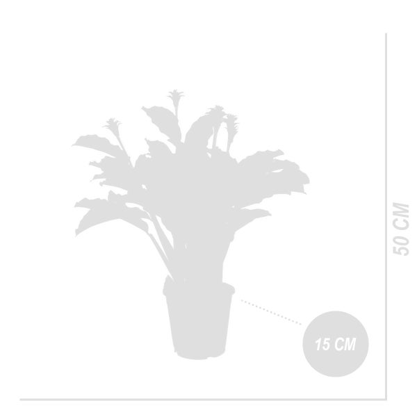 Bloomique - 2er Set - Calathea Crocata - Korbmarante - Zimmerpflanzen - Pflegeleicht - Luftreinigend - Höhe 40-50 cm - Topf 14 cm