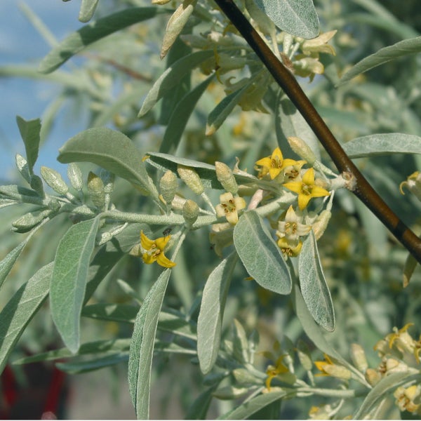 Blüten und Blätter einer Ölweide