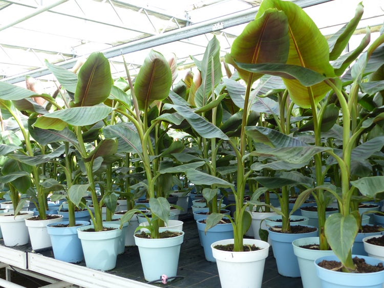 Bananenstaude Banane Musa Sikkimensis Red Tiger Banane 110 - 130 cm  winterhart Staude