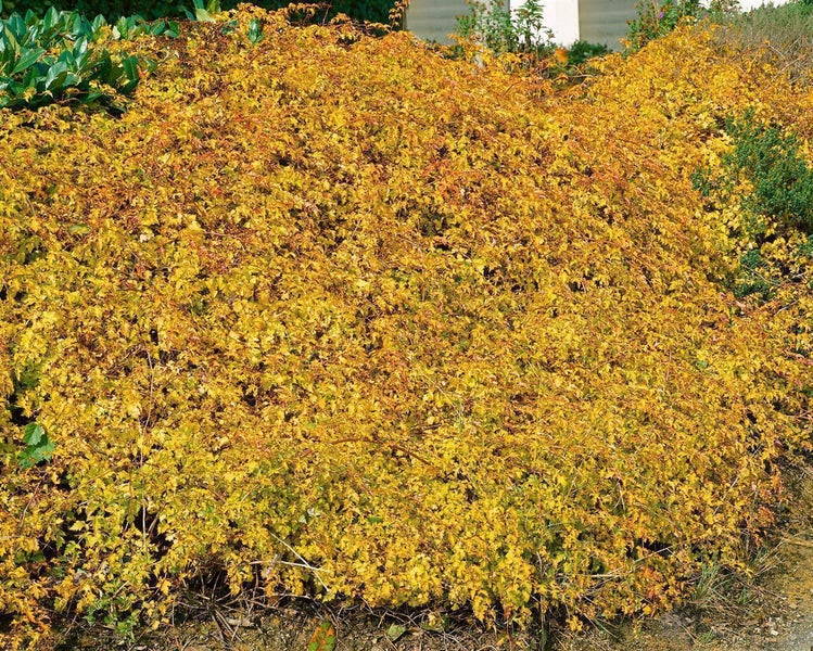 Kranzspiere Crispa, dichter Bodendecker mit gelblich-grünen, gezackten Blättern für den Garten.