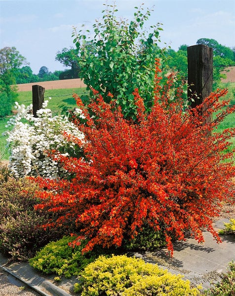 Cytisus scoparius 'La Coquette', Besenginster, rosa, 30–40 cm
