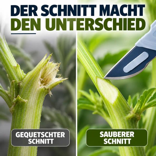 Vergleichsbild zeigt einen unsauberen, gequetschten Schnitt und einen sauberen Schnitt an einer Pflanze durch ein Skalpell.