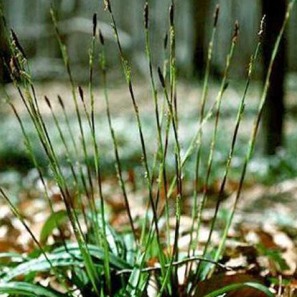 Büschel mit langen, dünnen Gräsern im Garten
