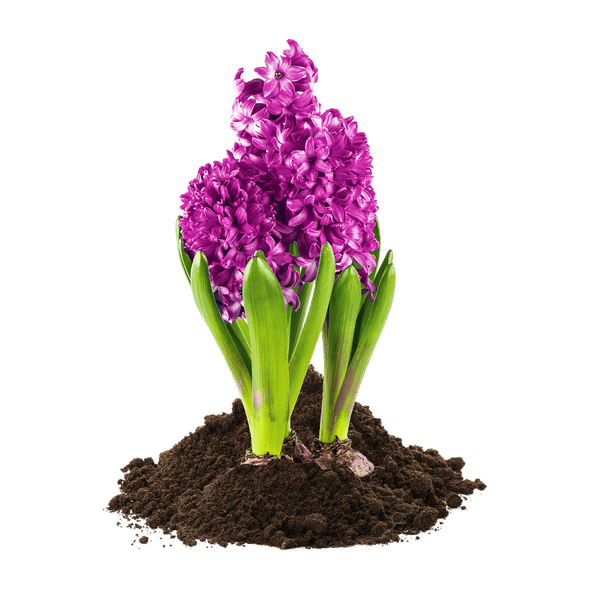 Galamio Torffreie Blumenerde 40l