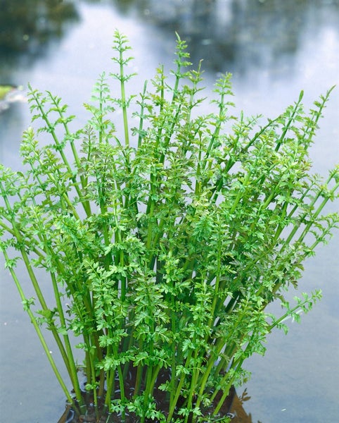 Oenanthe aquatica, Wasserfenchel, ca. 9x9 cm Topf