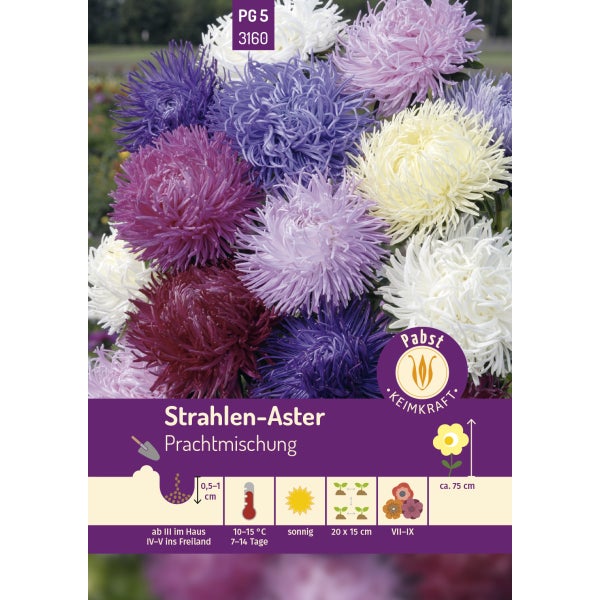 Strahlen - Aster Prachtmischung Samen von Pabst Keimkraft
