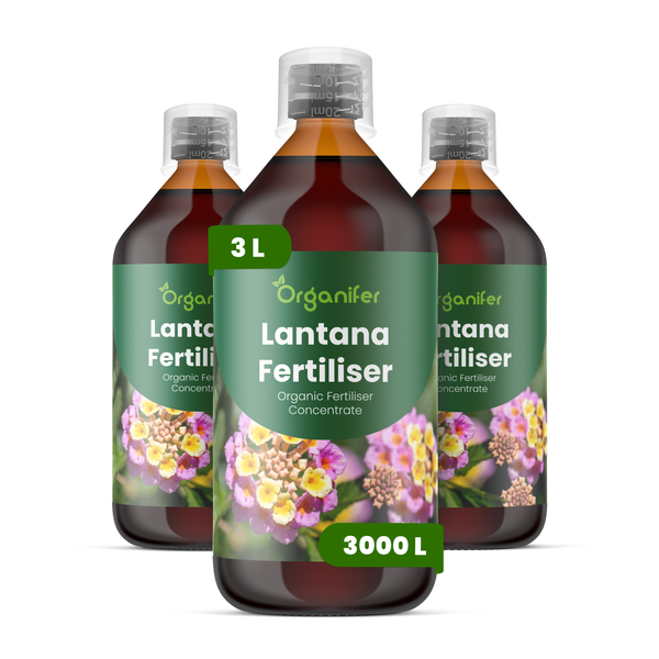 Organifer Lantana Dünger, organisches Düngerkonzentrat, drei 3 Liter Flaschen für insgesamt 3000 Liter Gießwasser.