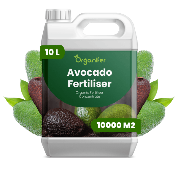 Organifer Avocado-Dünger, organisches Düngerkonzentrat im 10 Liter Kanister für 10000 Quadratmeter, mit Avocados auf dem Etikett.