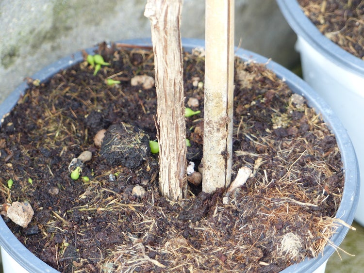 Vitis Vinifera helle Traube 110-120 cm knorrige Weinrebe Weinstock Weintraube