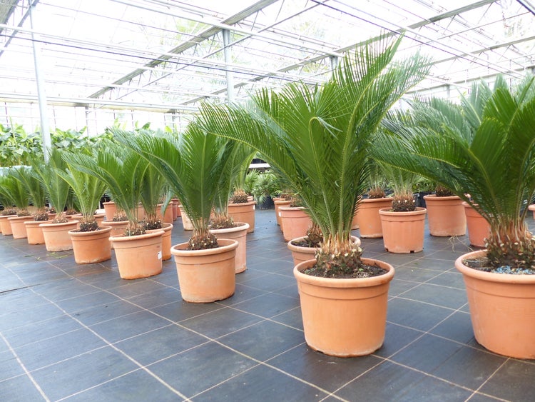 Cycas revoluta Palmfarne in terrakottafarbenen Töpfen, in Reihen aufgestellt in einem hellen, großzügigen Gewächshaus mit Glasdach.