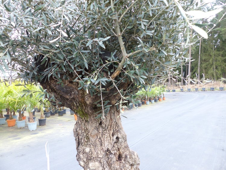 genau diesen Baum Nr. 5/O, 250 cm, Olivenbaum, knorrige | HORNBACH