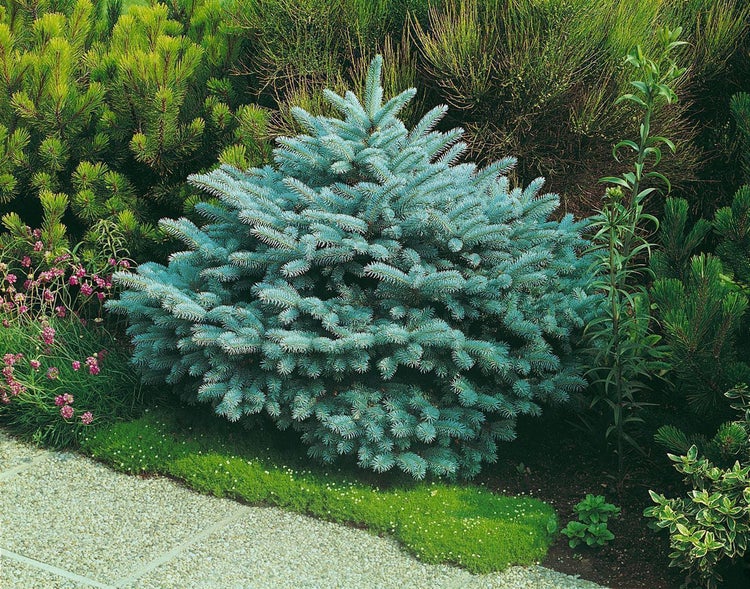 Blaufichte im Außenbereich