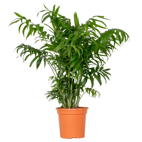 Chamaedorea Elegans – Mexikanische Zwergpalme – Palme – Pflegeleicht – ⌀18 cm – ↕70-80 cm