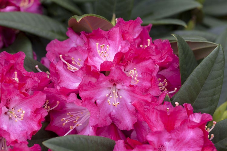 Rhododendron Hybr. 'Berliner Liebe', rosa Blüten, 30–40 cm