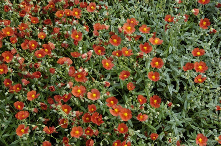 Helianthemum x cult. 'Bronzeteppich', Sonnenröschen, bronzefarben, ca. 9x9 cm Topf