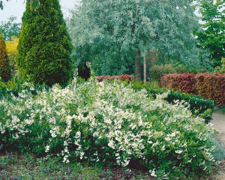 Deutzia gracilis, Maiblumenstrauch, weiß, 40–60 cm