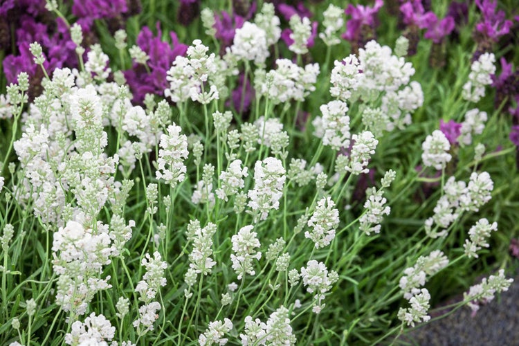 Lavandula angustifolia 'Arctic Snow', Lavendel, weiß, ca. 9x9 cm Topf