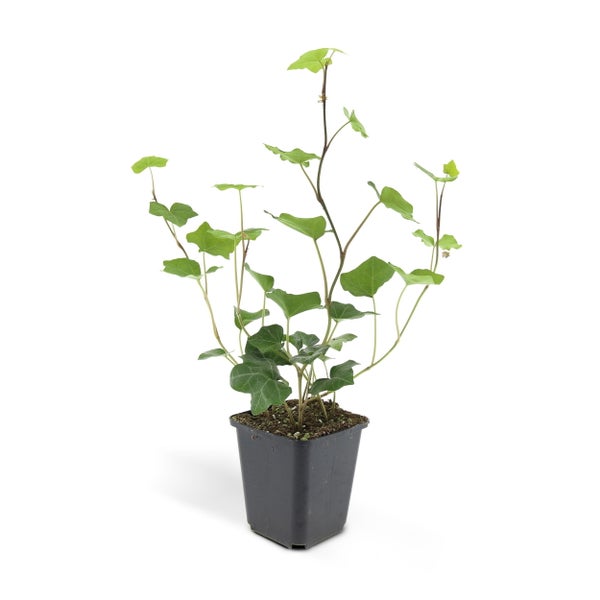 Bodendecker - Irischer Efeu - Hedera hibernica - 9cm Topf - Set mit 40 Pflanzen