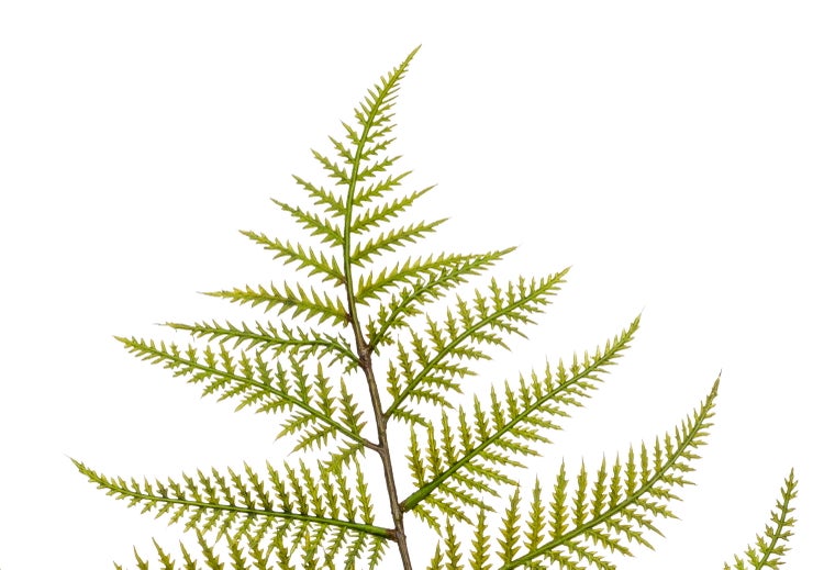 Grüner Farnwedel mit braunem Stiel.