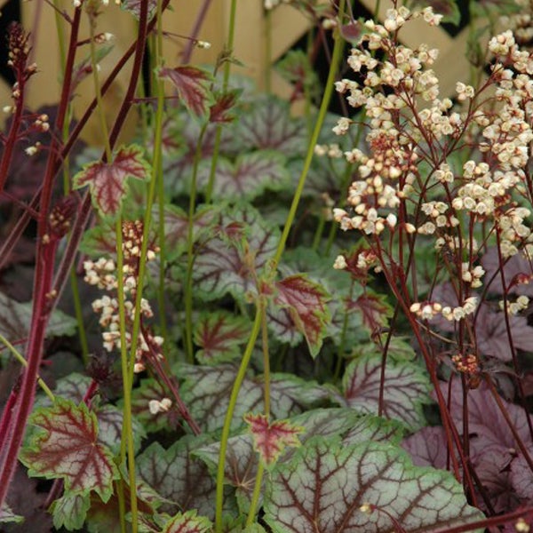 Nahaufnahme von Purpurglöckchen mit Blättern und Blüten